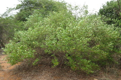 Dodonaea viscosa